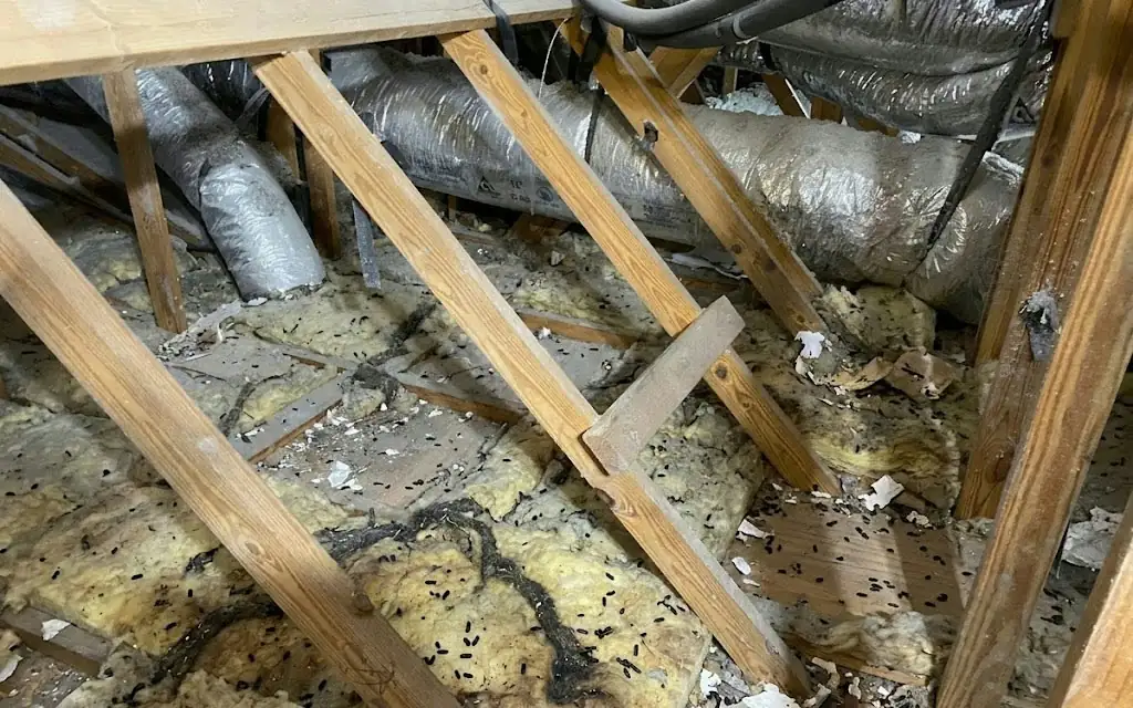 Attic after — fresh cellulose